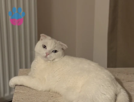 Scottish Fold Contes’e eş arıyoruz