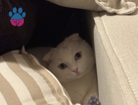 Scottish Fold Contes’e eş arıyoruz