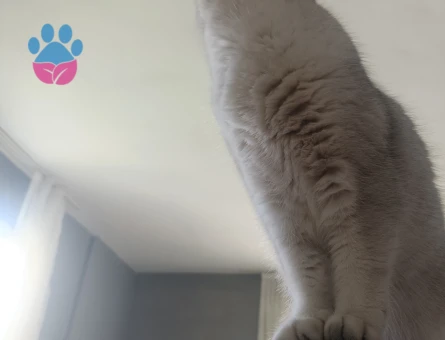 British Shorthair Kızıma eş arıyorum