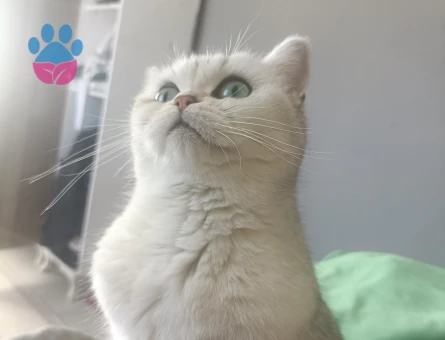 British Shorthair Kızıma eş arıyorum