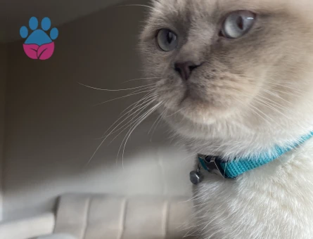 Scottish Fold Çiftleştirmek için eş aranıyor