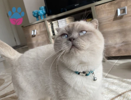 Scottish Fold Çiftleştirmek için eş aranıyor