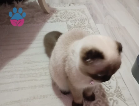 British Shorthair Kızımıza eş arıyoruz.