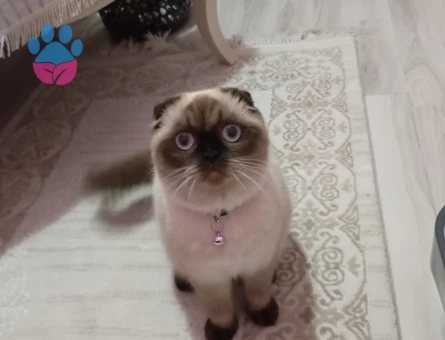 British Shorthair Kızımıza eş arıyoruz.