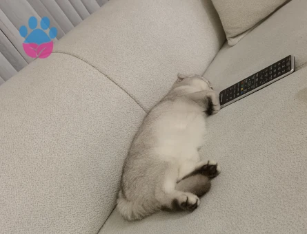 British Shorthair Bella Eş Arıyor