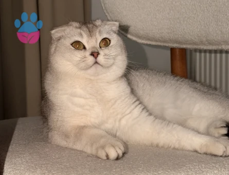 British Shorthair Bella Eş Arıyor