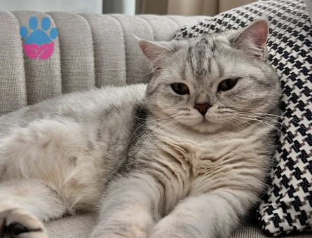 British shorthair silver point kızımıza eş arıyoruz