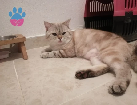 British Kedime Eş arıyorum.