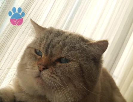 British Kedime Eş arıyorum.