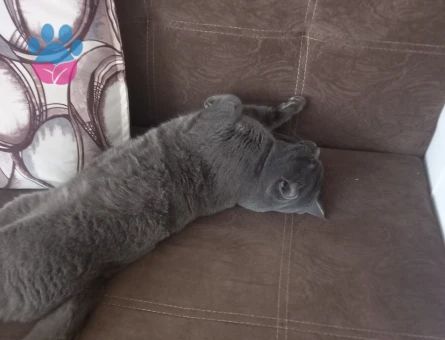 Oğluma eş arıyorum