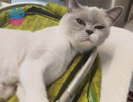 British Shorthair Dişi Kedime  Eş Arıyorum 3 Yaşında