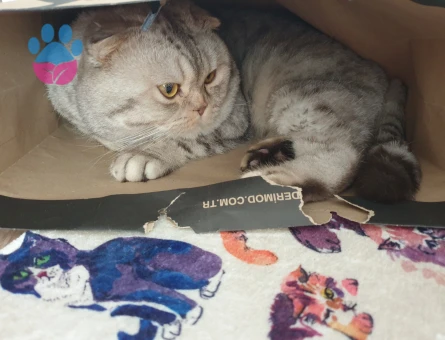 Prense prenses arıyorum