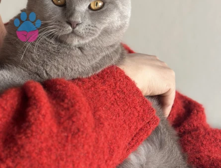 Oğlumuz Dumana Gelin Arıyoruz