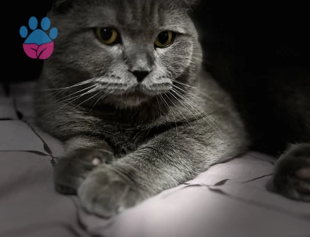 Oğluma eş arıyorum