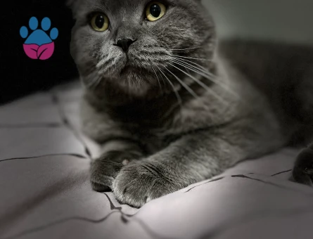 Oğluma eş arıyorum