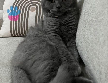 Oğluma eş arıyorum