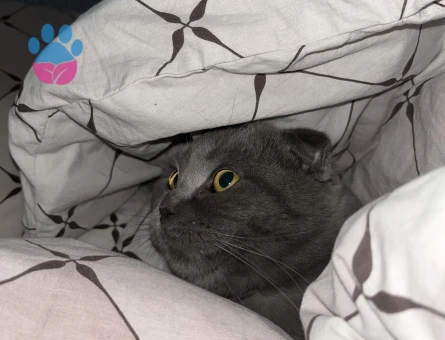 Oğluma eş arıyorum