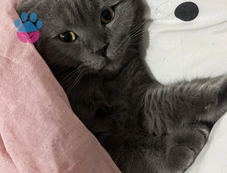 Oğluma eş arıyorum