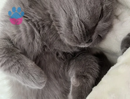 Oğluma eş arıyorum