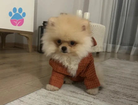 Erkek köpeğime dişi eş arıyorum 1 yaşında