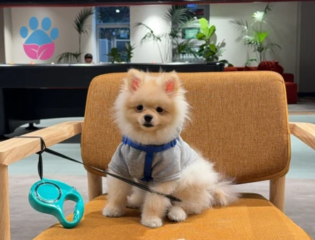 Erkek köpeğime dişi eş arıyorum 1 yaşında