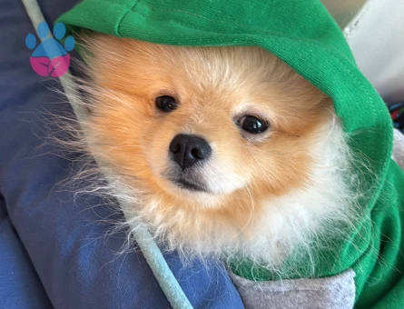 Erkek köpeğime dişi eş arıyorum 1 yaşında