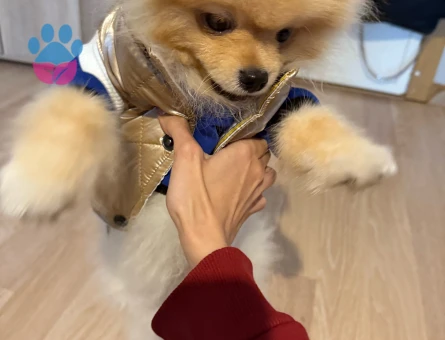 Erkek köpeğime dişi eş arıyorum 1 yaşında