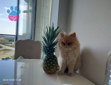 İran kedisi 2 yaşında