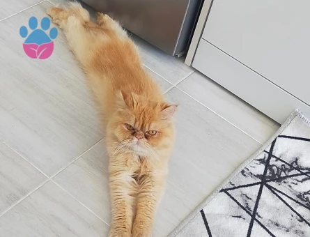 İran kedisi 2 yaşında