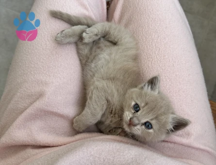 Gelinimizi arıyoruz