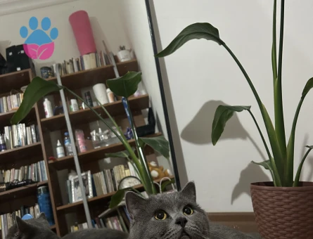 Oğluma eş arıyorum