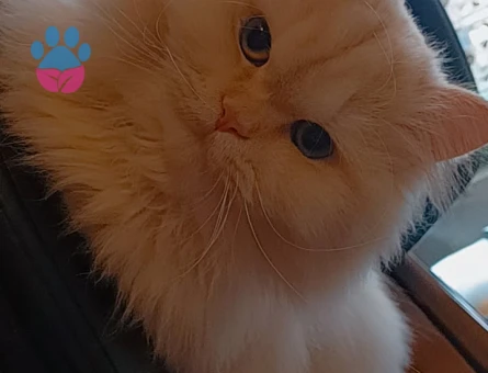 Brisitish Longhair 10 Aylık Eş Arıyorum