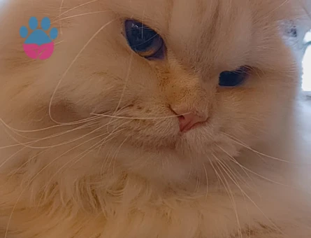 Brisitish Longhair 10 Aylık Eş Arıyorum