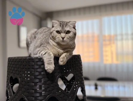 10 aylık scottish fold dişi kedi, kızgınlık döneminde