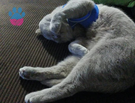 Yakışıklı Oğluma Gelin Adayı Arıyorum