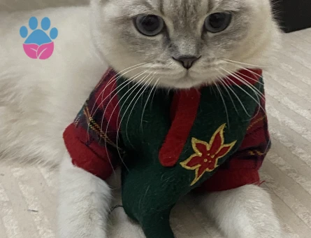 Scottish Fold Kedime Eş Arıyorum