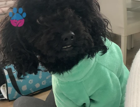 Toy Poodle Oğlumuz Zeytine Uygun Dişi Arıyoruz