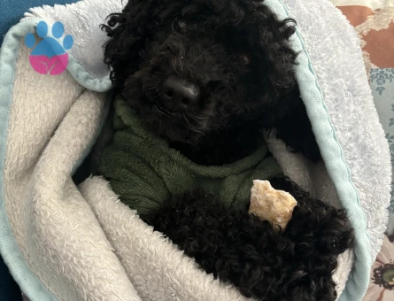 Toy Poodle Oğlumuz Zeytine Uygun Dişi Arıyoruz
