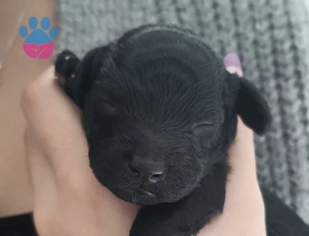 Toy Poodle Oğlumuz Zeytine Uygun Dişi Arıyoruz