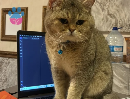 SAFKAN BRİTİSH SHORT HAİR - TOFİTA ERKEK KEDİMİZE DİŞİ EŞ ARIYORUZ