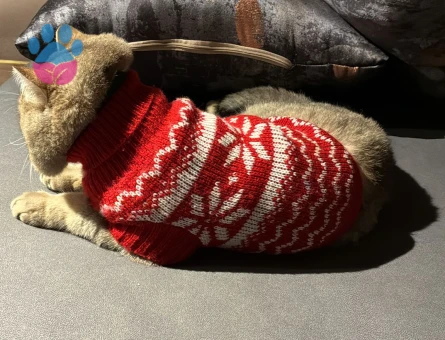 SAFKAN BRİTİSH SHORT HAİR - TOFİTA ERKEK KEDİMİZE DİŞİ EŞ ARIYORUZ