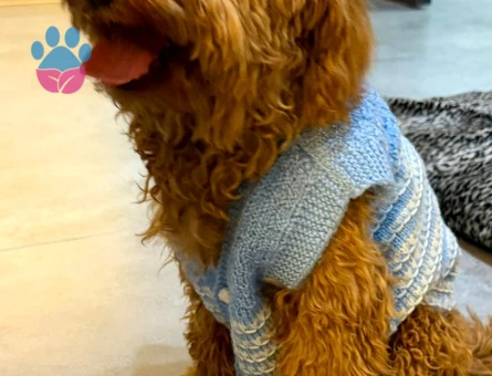 Yakışıklıya hatun arıyoruz