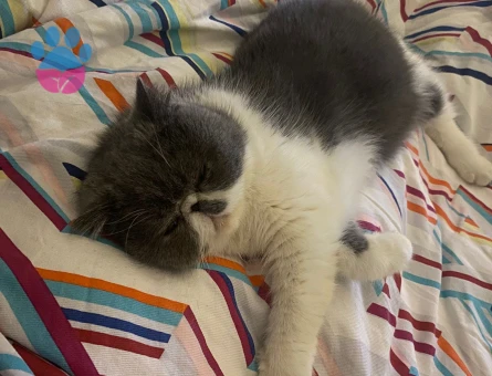 Exotic shorthair disi kedime eş arıyorum