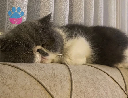 Exotic shorthair disi kedime eş arıyorum
