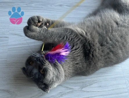 Scottish Fold 1.5 Yaşında Oğluma Eş Arıyorum