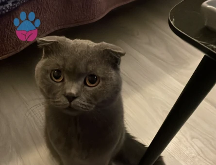 Scottish Fold 1.5 Yaşında Oğluma Eş Arıyorum