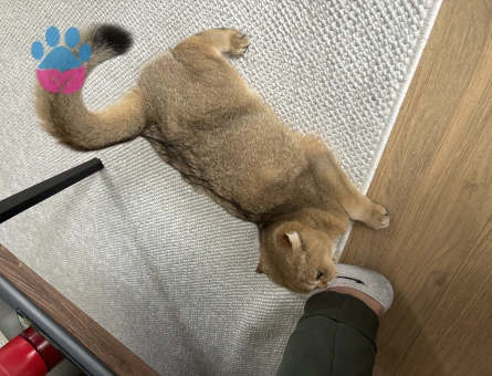Scottish Fold 1 Yaşında Kızgınlıkta