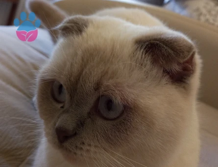 Scottish Fold 2 Yaşında Eş Arıyor