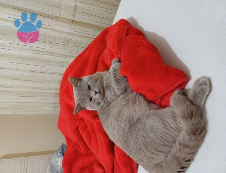 British Shorthair Kızgınlıkta 1 Yaşında