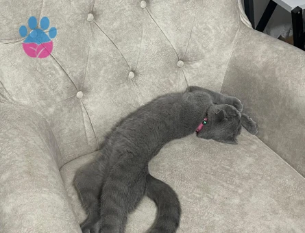 Kızımıza eş arıyoruz